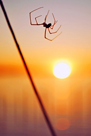 Spider_at_Sunset_by_SublimeBud