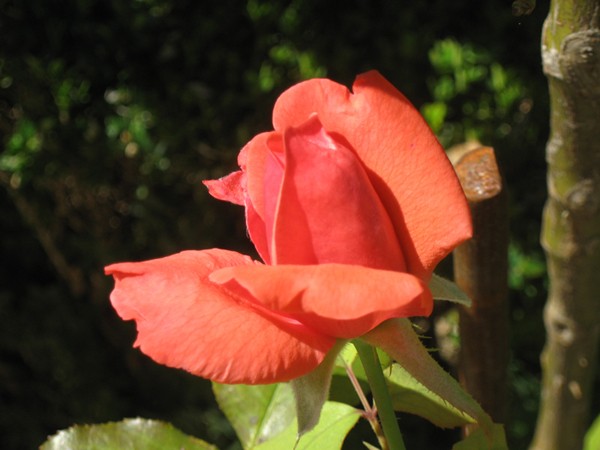 IMG_0413 copy